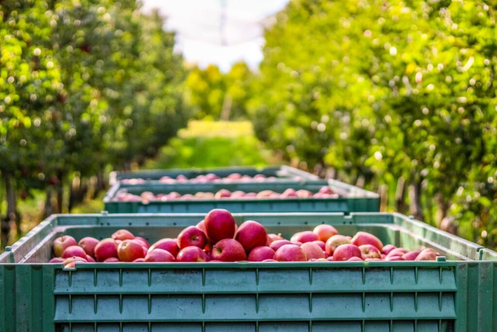 whatsapp image 2025 12 21 at 12.39.24 (1)